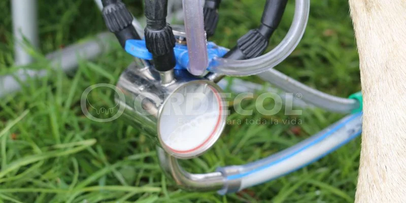 3 - Guatavia-2-scaled